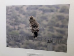 Exposición de aves de la comarca